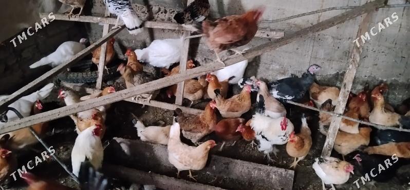 towuk - Kaka - img 1