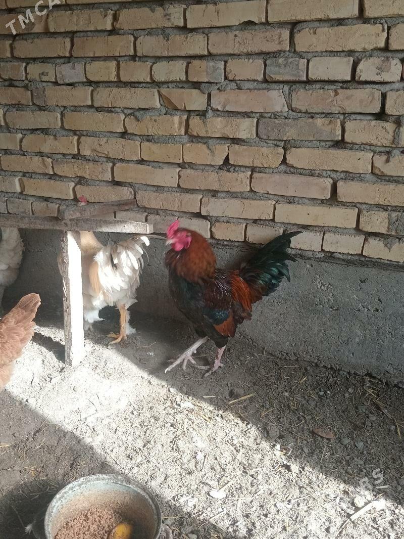 horaz - Çärjew - img 1