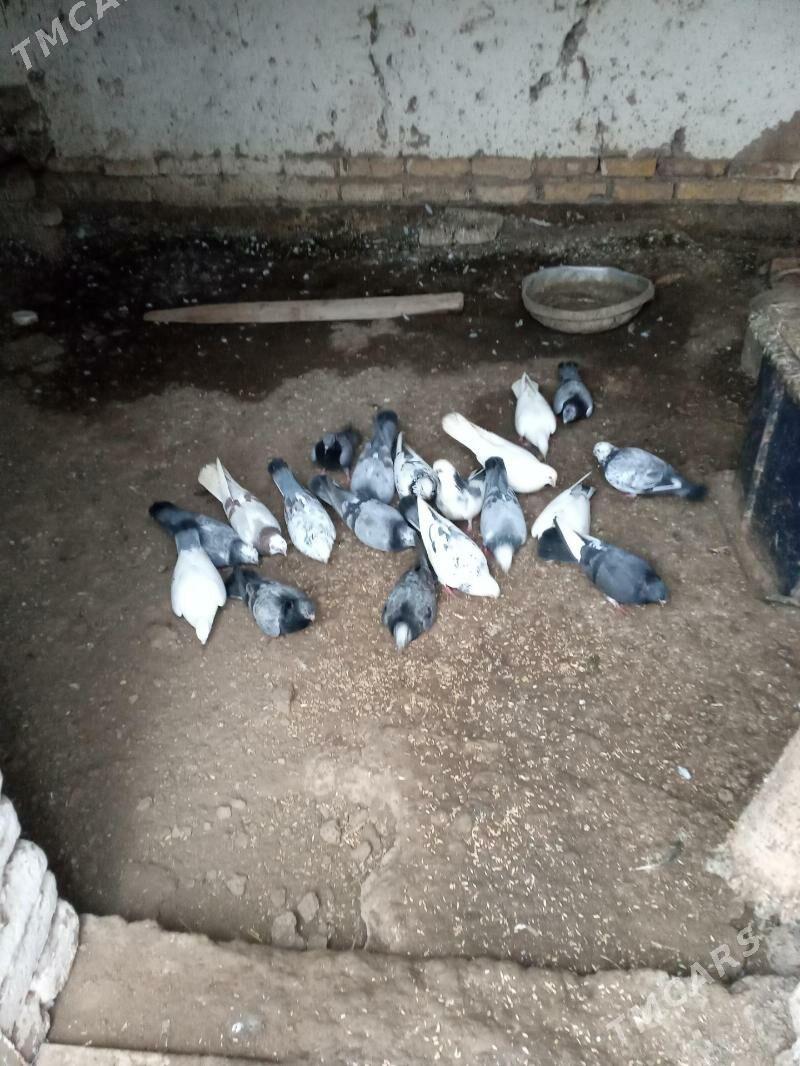 kepderler - Daşoguz - img 1