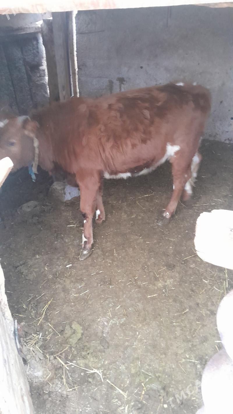 Tuwe - Ак-Бугдайский этрап - img 1