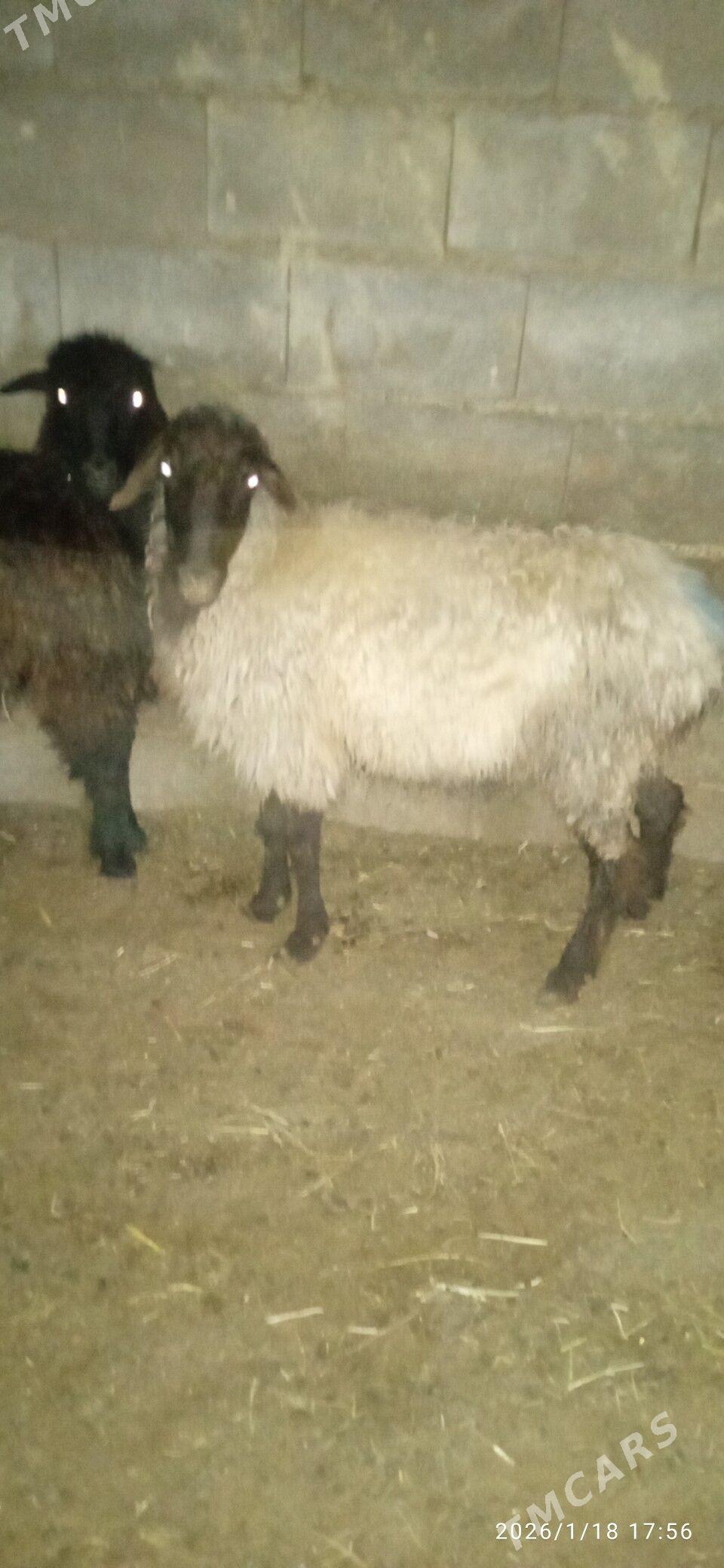 issek goyun - Bäherden - img 1