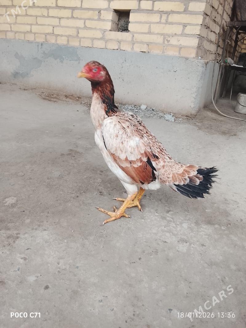 Baysok maki - Чарджоу - img 1