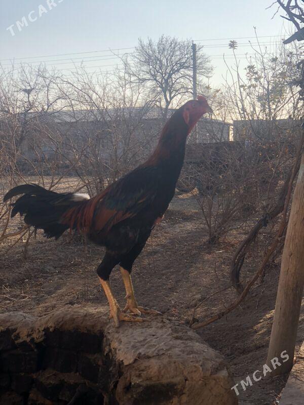 Gazak - Дянев - img 1