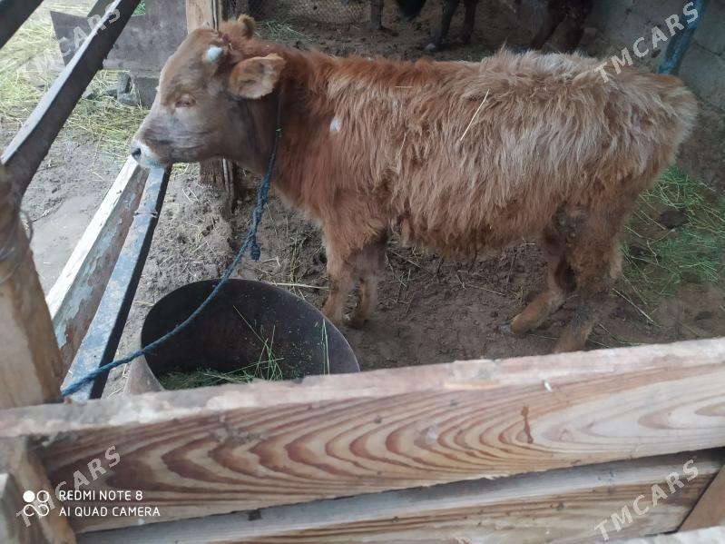 okuz - Aşgabat - img 1