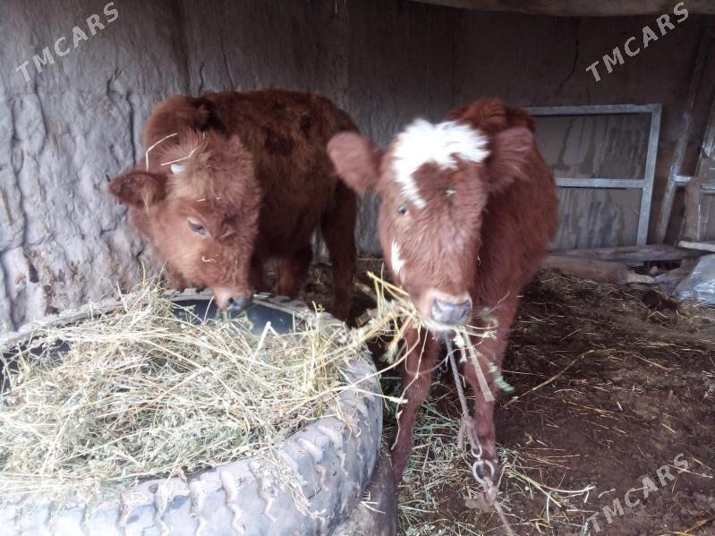 unajyn we öküzçe - Чарджоу - img 1