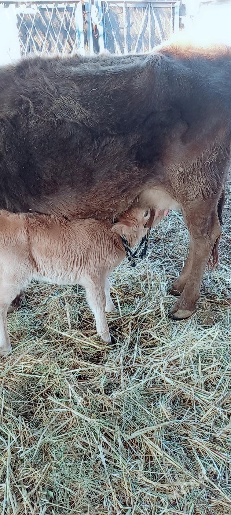 sygyr gòleli - Bereket - img 1