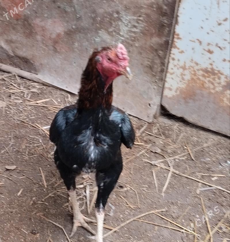 baysow horaz - Дянев - img 1