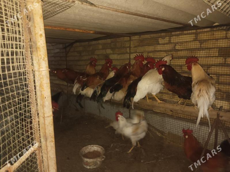 Horaz we erkek indyuk - Чарджоу - img 1