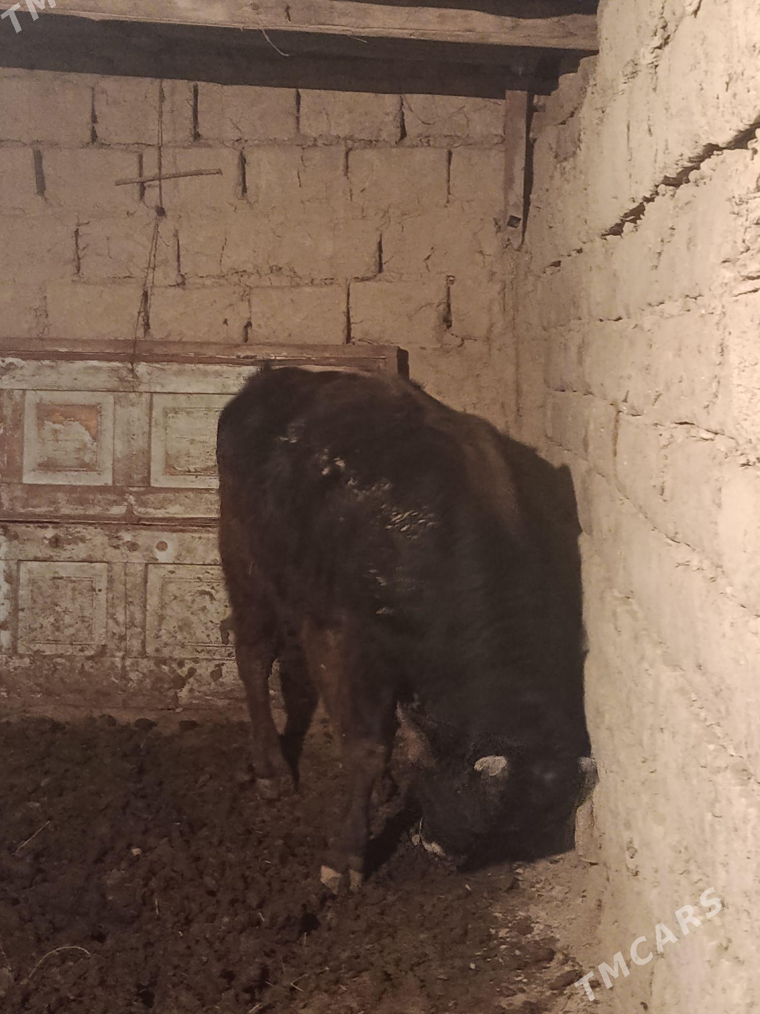 öküzce - Bäherden - img 1