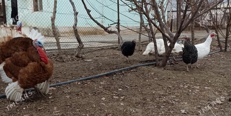 induk - Ýaşlyk - img 1