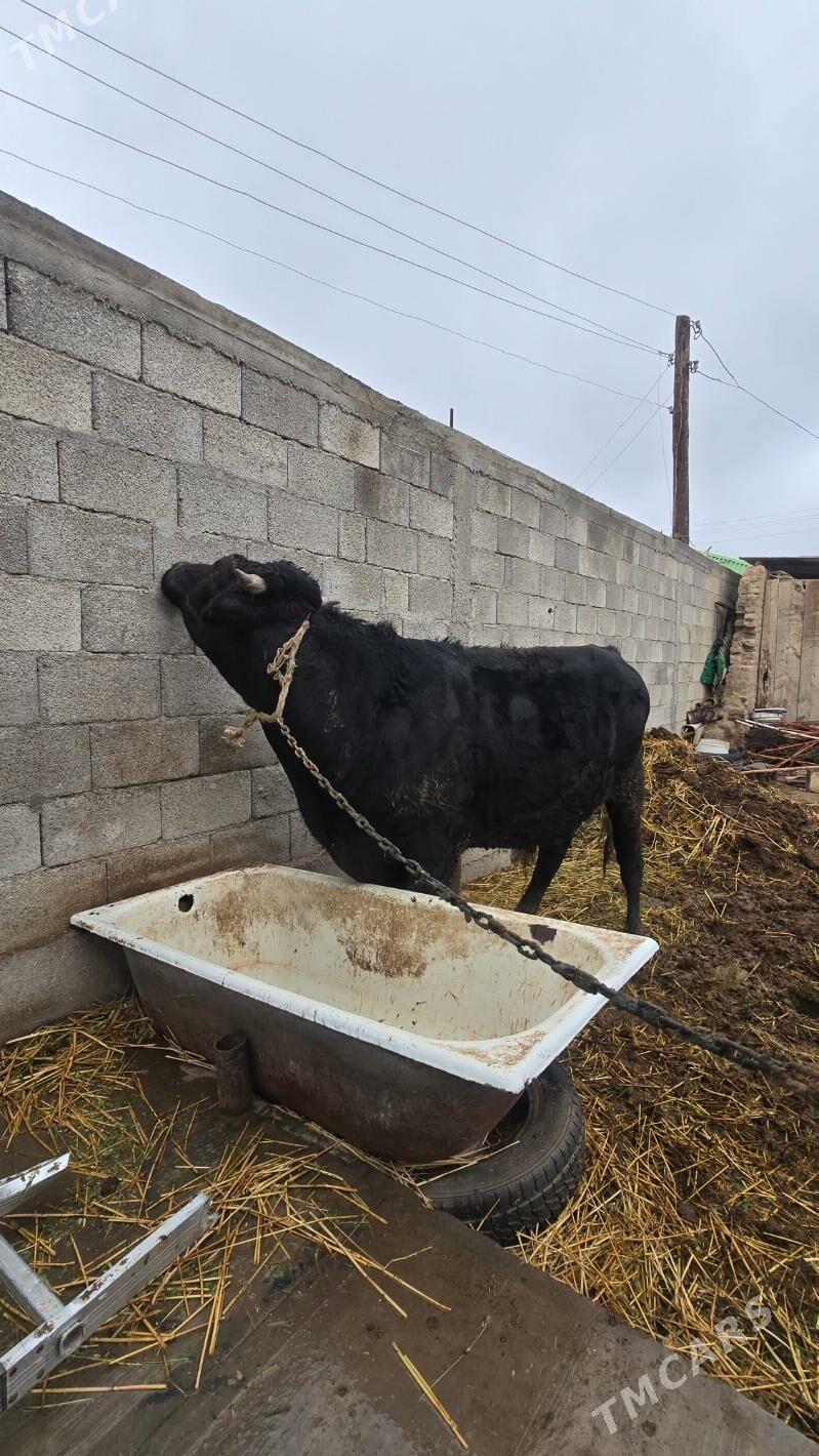 òkùz - Aşgabat - img 1