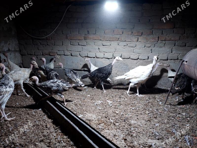 induk - Бахарден - img 1