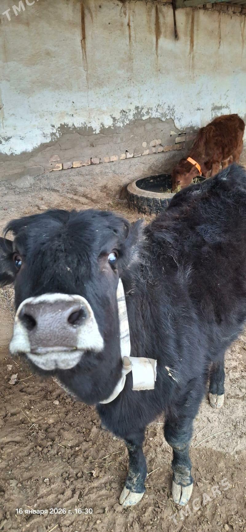 tüwe öküz - Кака - img 1