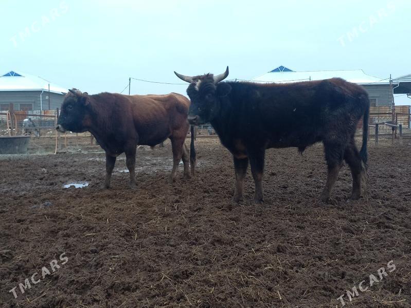 öküz. - Wekilbazar - img 1