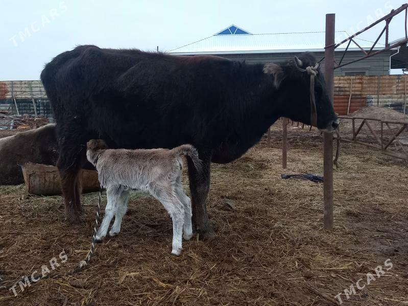 göleli. - Wekilbazar - img 1