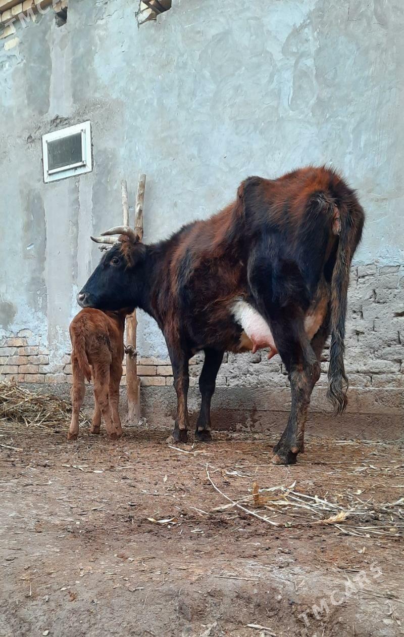 SÜÝDLEK GÖLELI SYGYR YUWASMAL - Köneürgenç - img 1