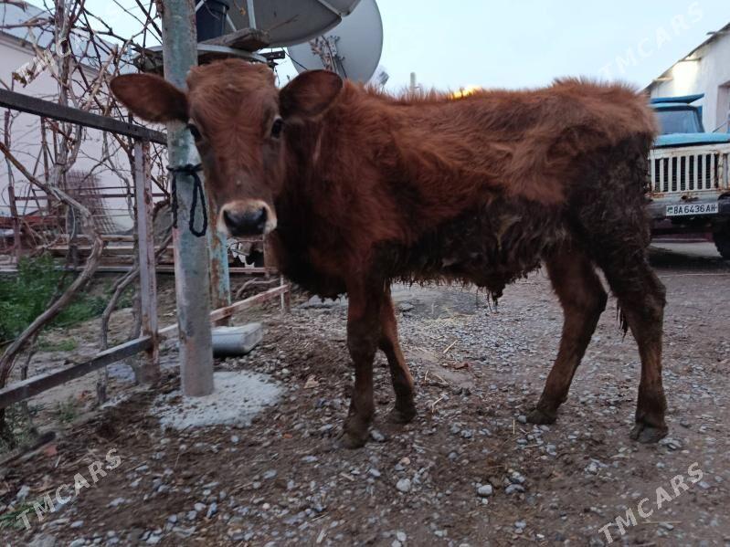 öküz - Гёкдепе - img 1