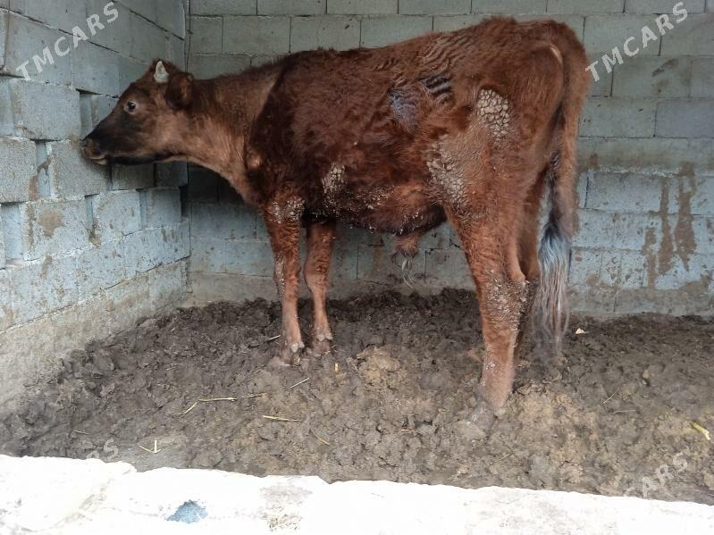 öküz tüwe - Aşgabat - img 1