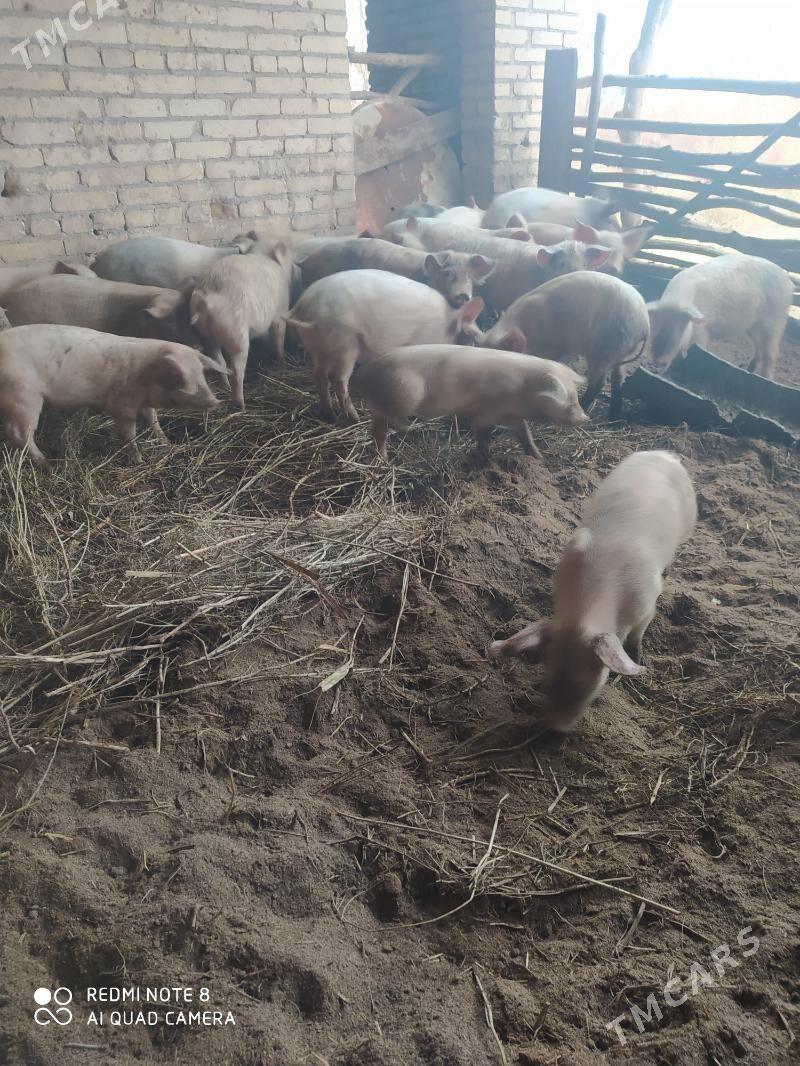 Donuz - Ходжамбаз - img 1