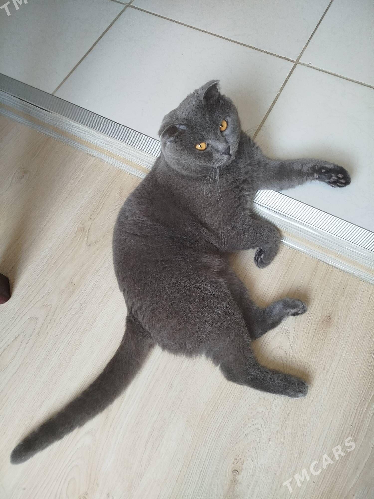 Обьявление - Parahat 1 - img 1