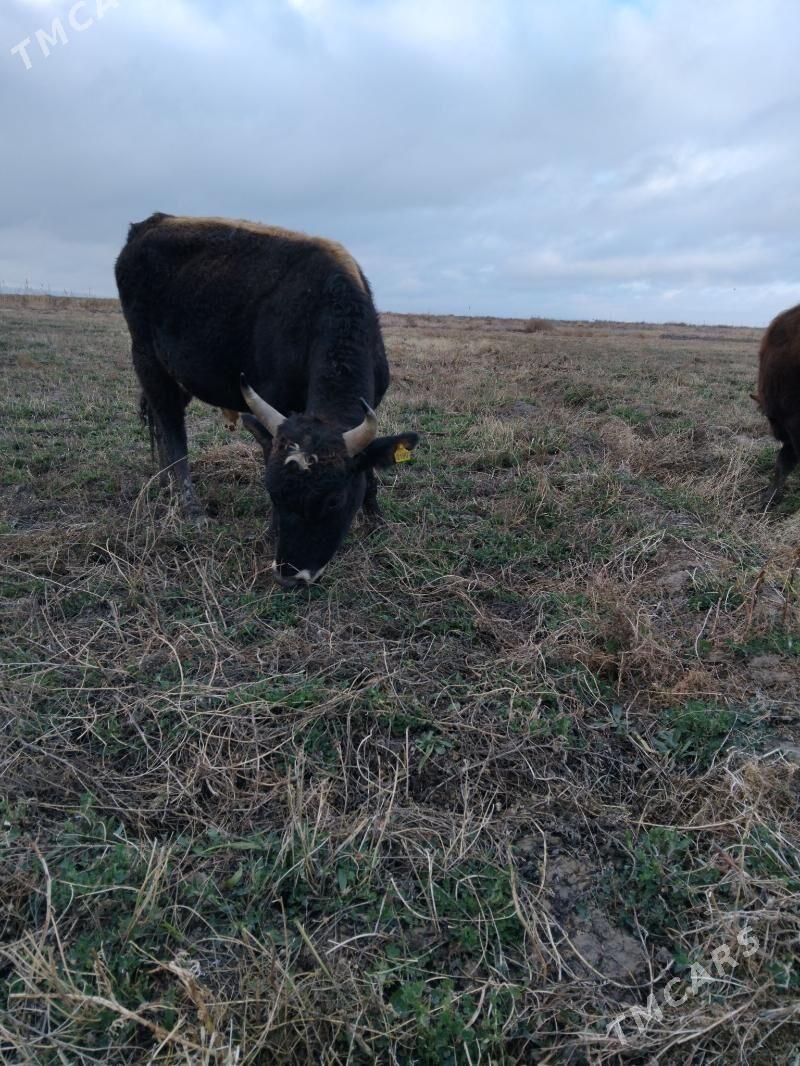 OKUZ - Tejen - img 1