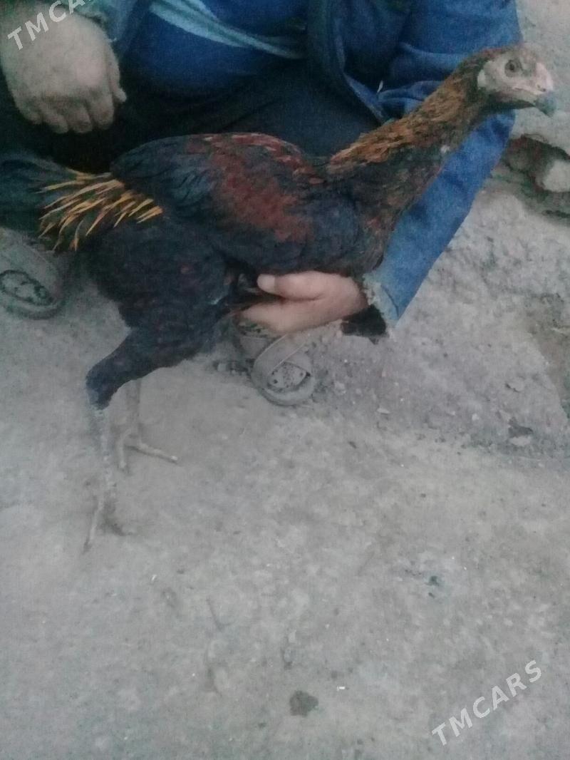 Дерски juýjeler - Gurbansoltan Eje - img 1