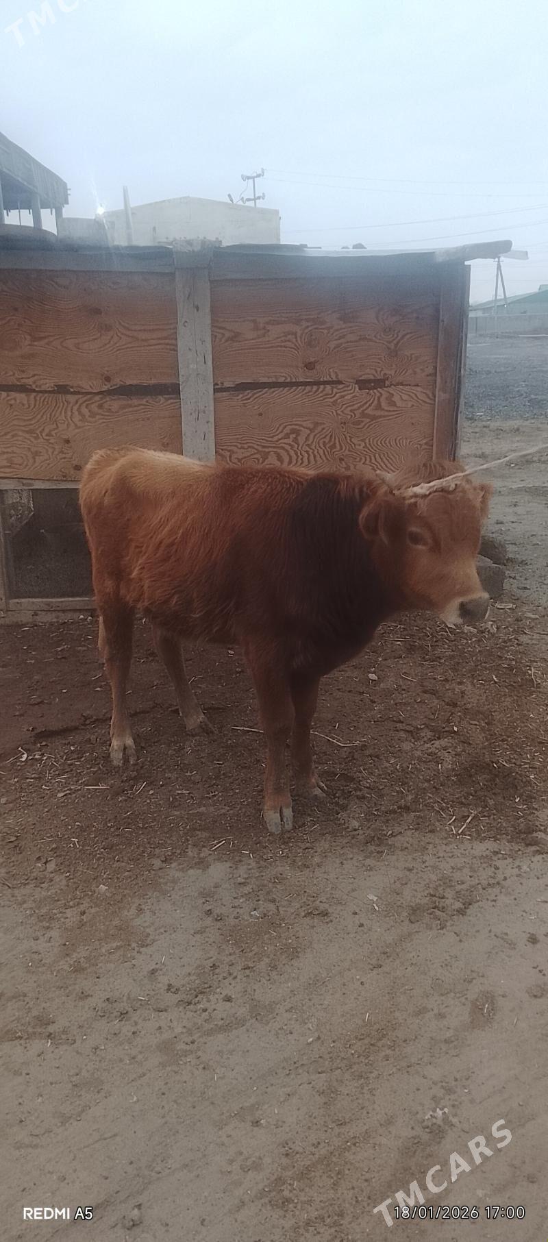 öküz - Ak bugdaý etraby - img 1