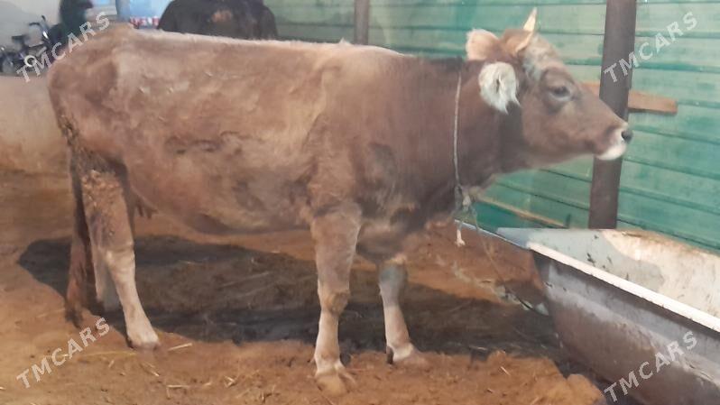 Goleli sygyr - Ak bugdaý etraby - img 1