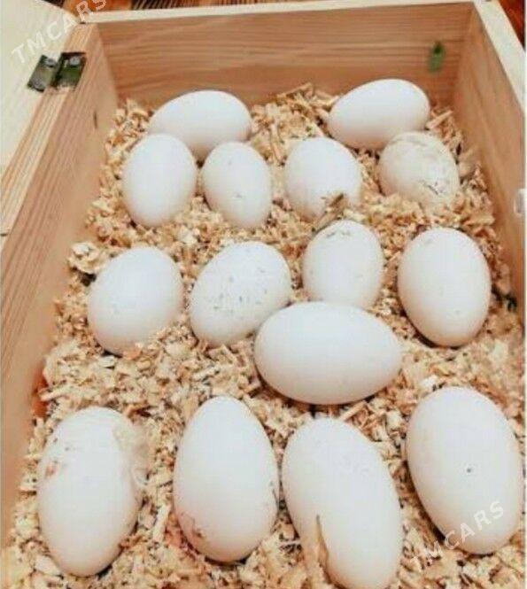 Guss Gaz yumurtga - Herrikgala - img 1