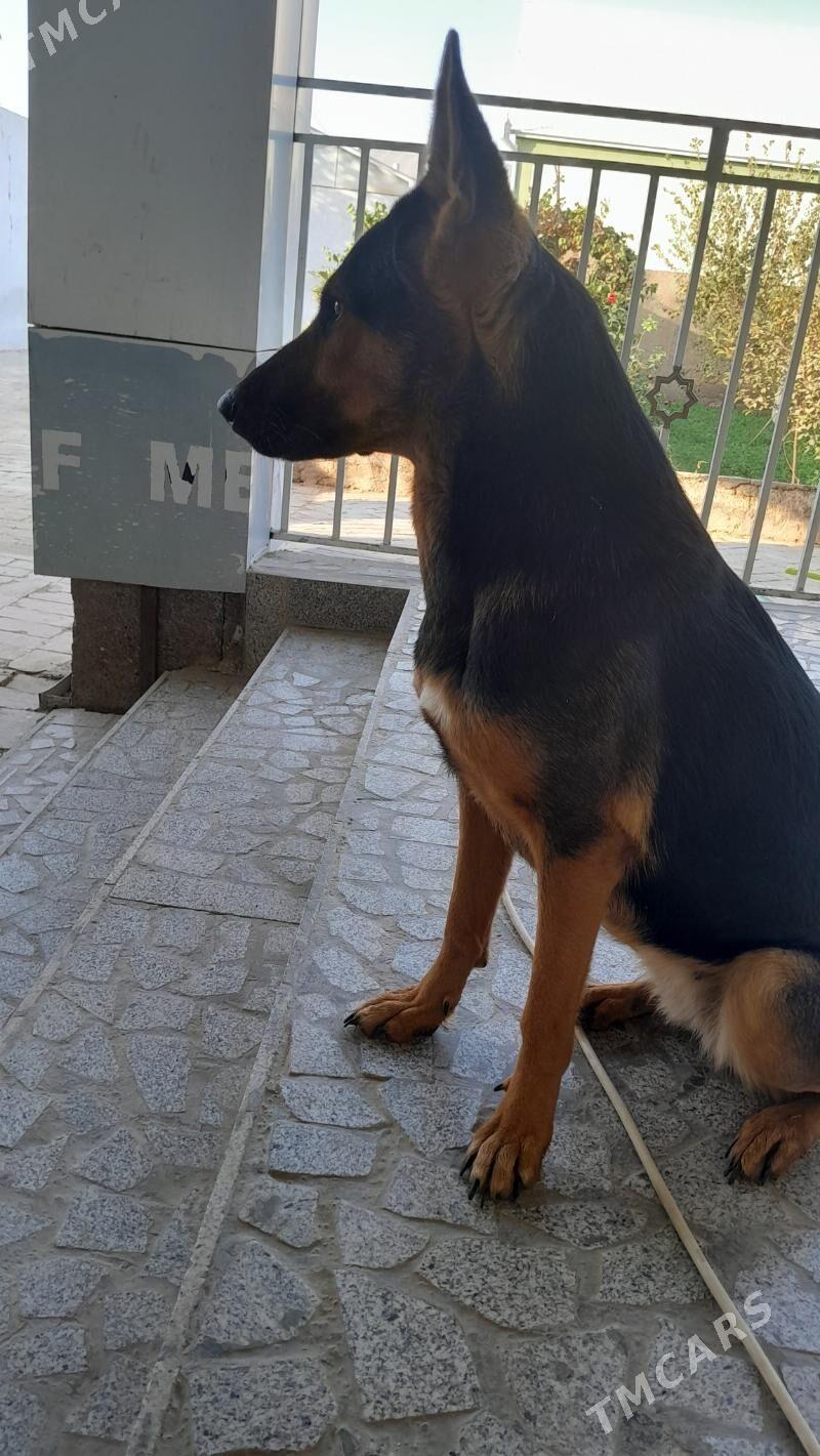 ​ Nemis (Awçarka) Gujukleri - Байрамали - img 1