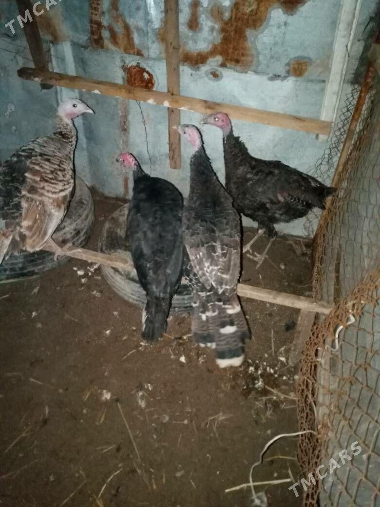 induk - Mary - img 1