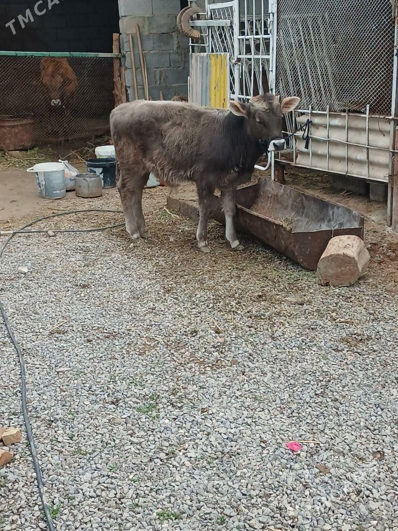 okuz - Aşgabat - img 1