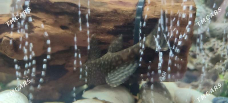 Сомики ацитрус - Гаудан "В" - img 1