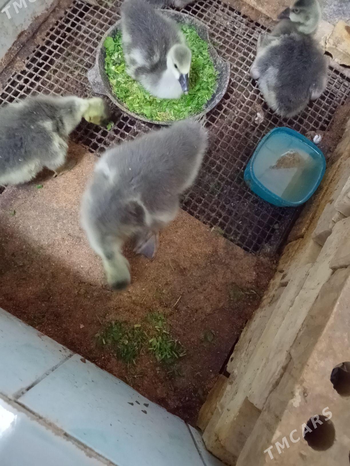 Gus jüýje - Mary - img 1