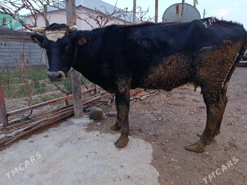 saglýan bogoz sygyr - Гёкдепе - img 1