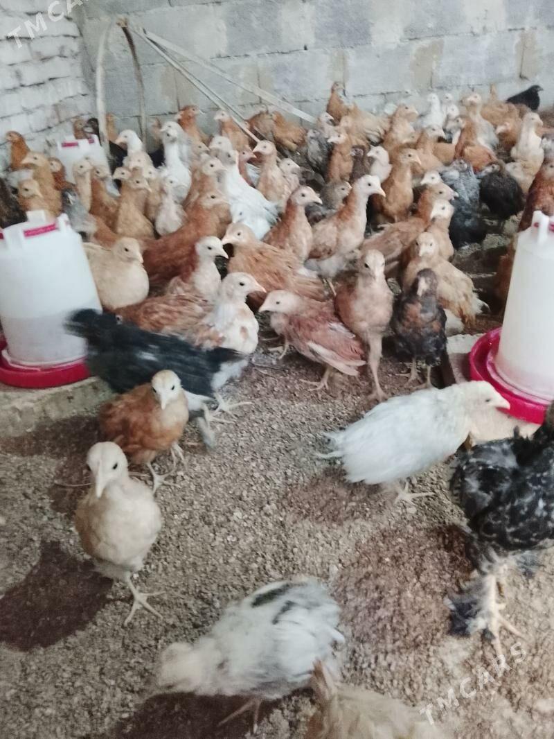 elin juyje - Гёкдепе - img 1