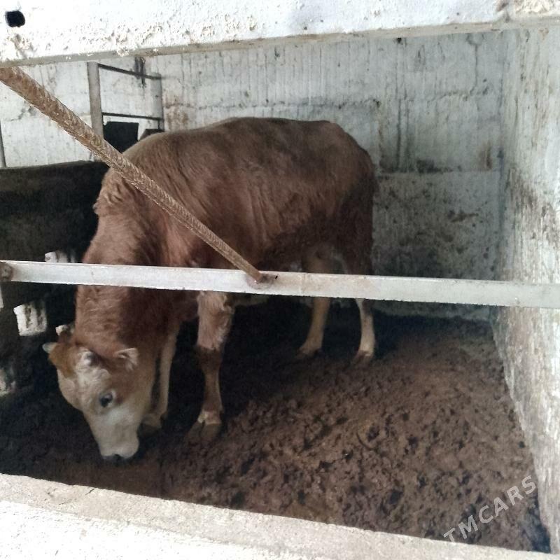 Bakylan Okuz - Ашхабад - img 1