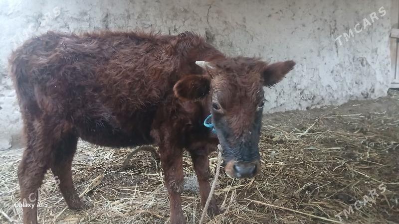 oy haywanlary - Köneürgenç - img 1