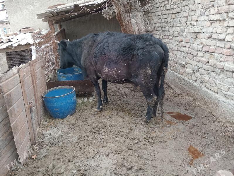 sygyr - Bäherden - img 1