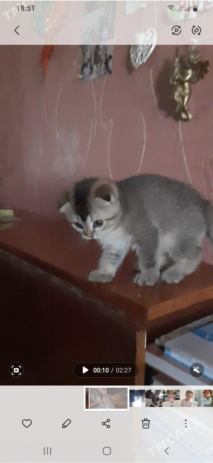 золотая шиншила - Ашхабад - img 1