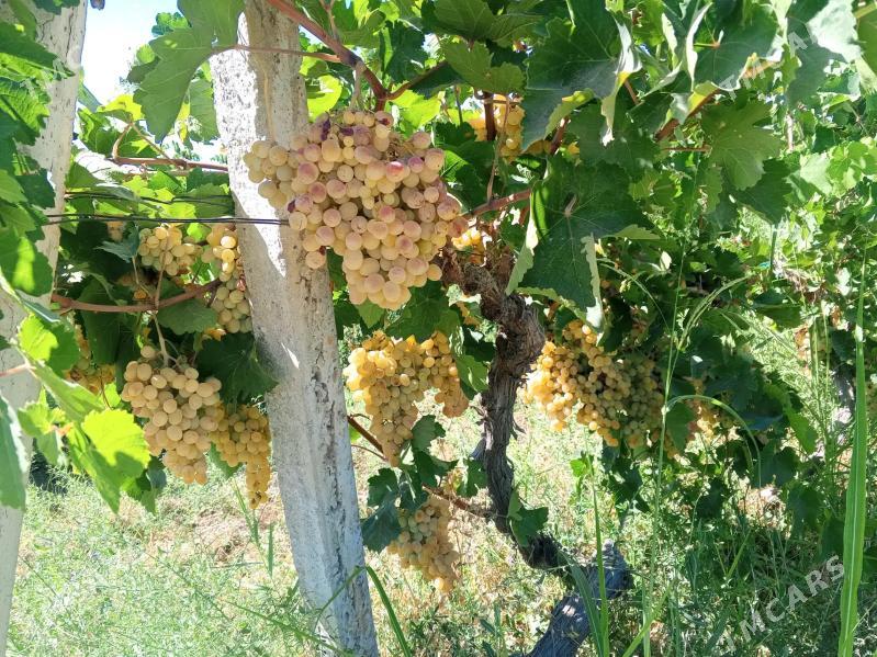 Üzum gektar yasyl depe - Ак-Бугдайский этрап - img 1