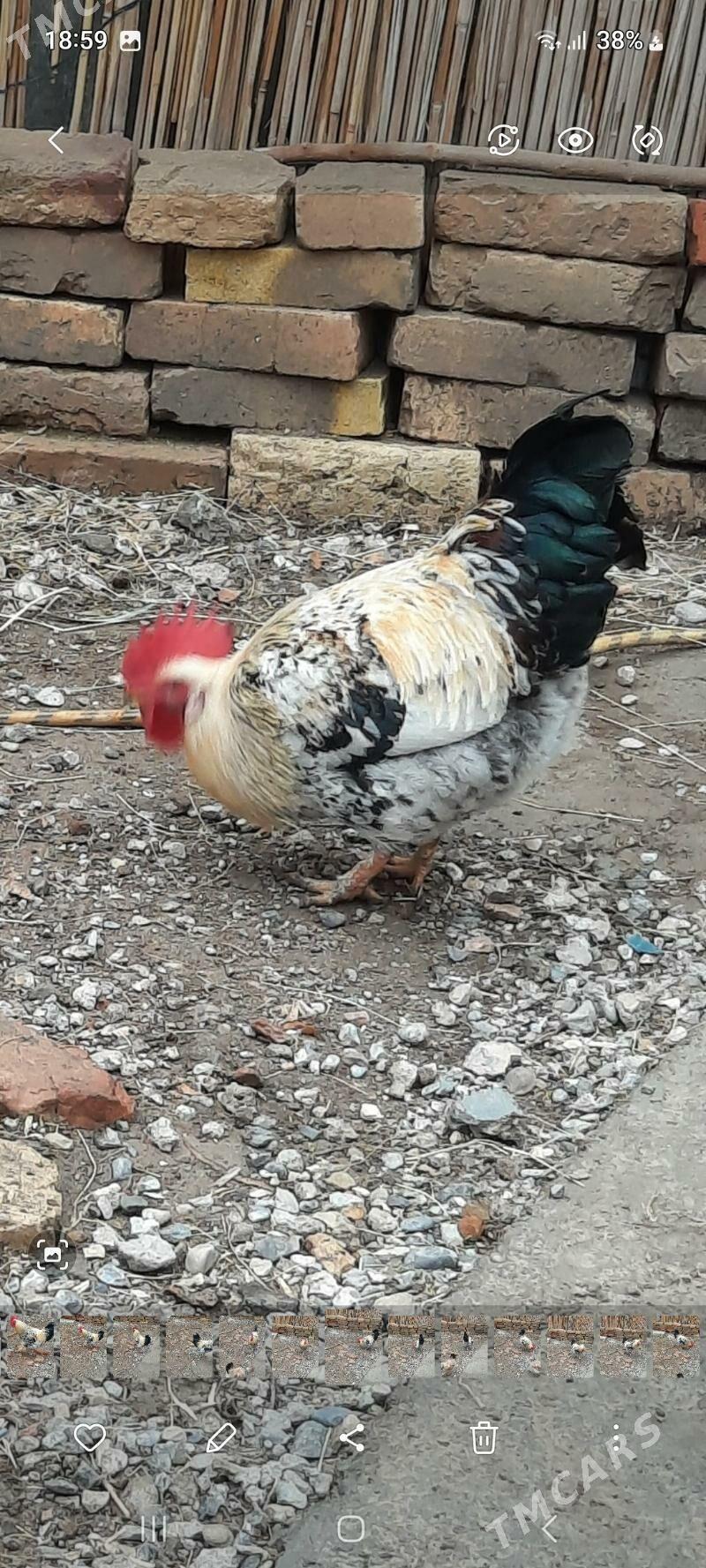 horaz - Mary - img 1