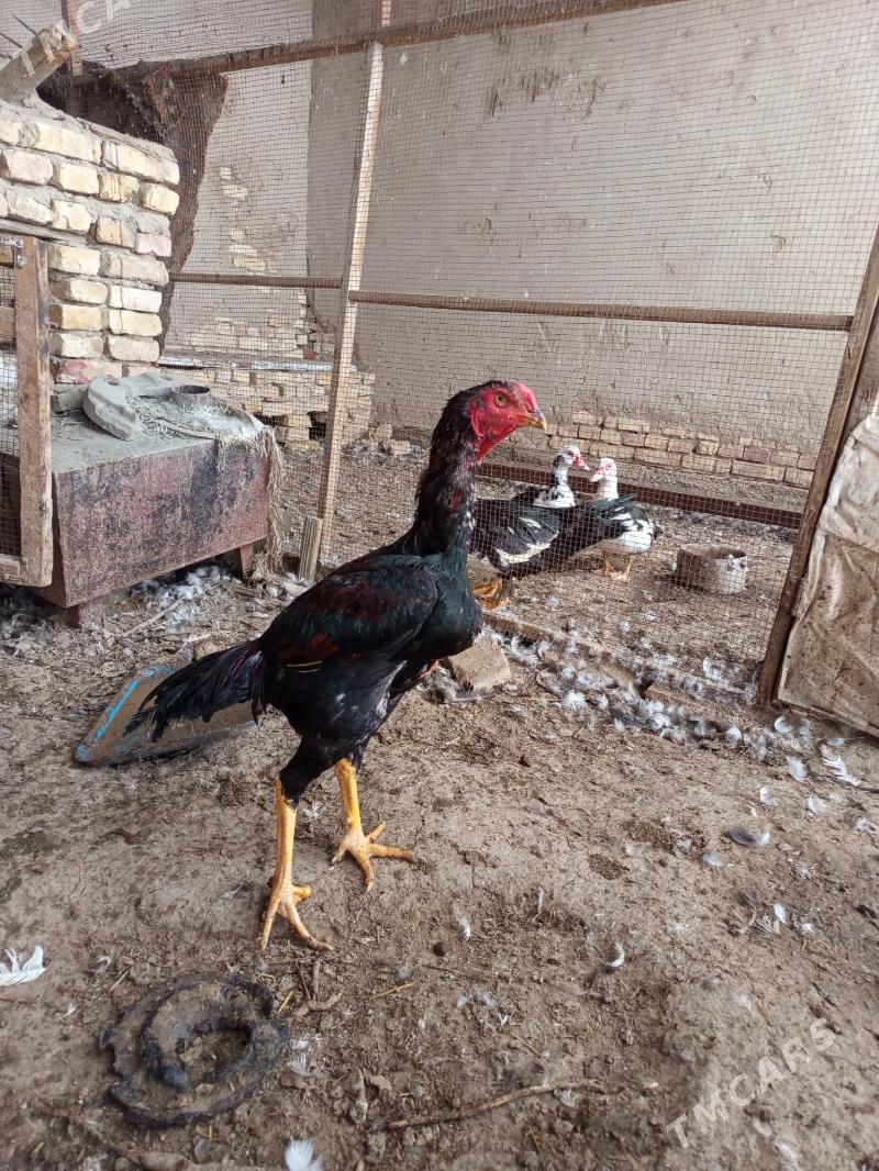 Baysok - Векильбазар - img 1