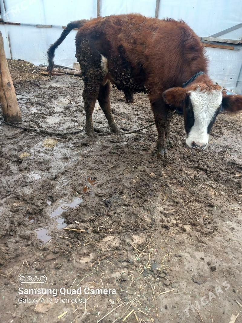 gibrit okuz - Büzmeýin - img 1