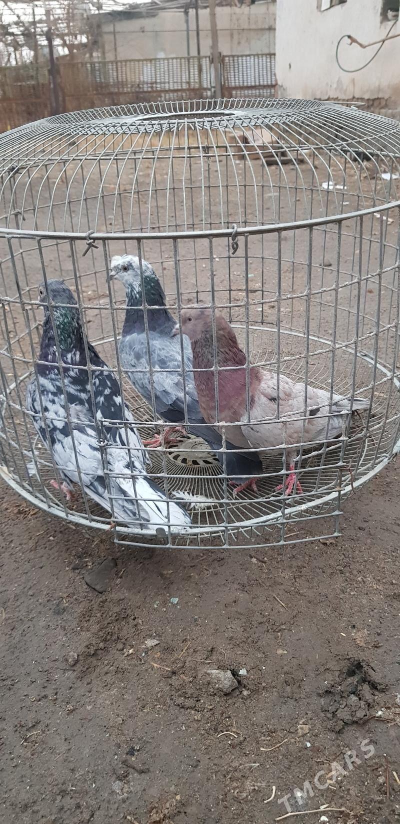 kepter - Türkmenabat - img 1