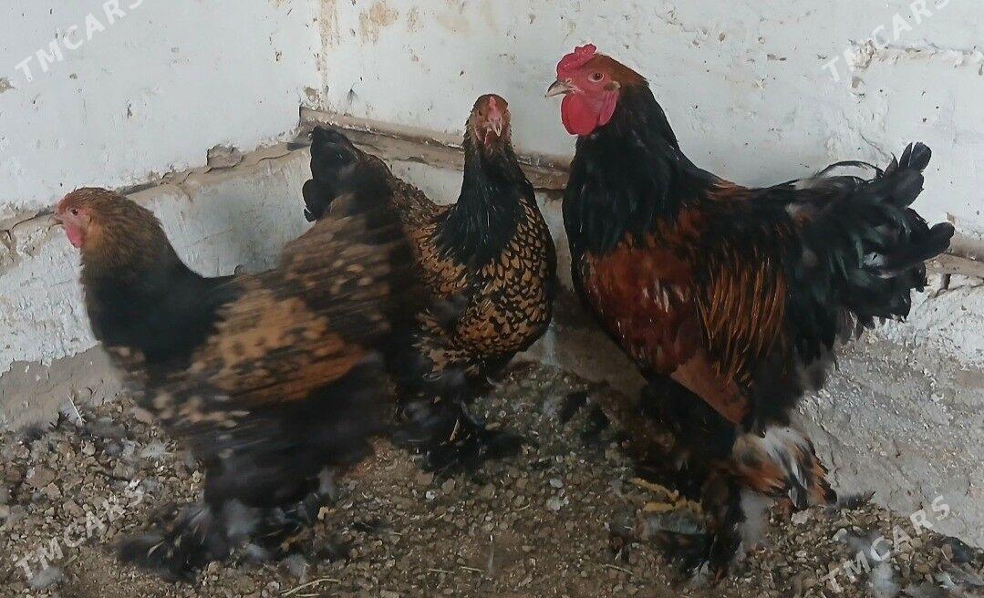 brama  lanset - Baýramaly - img 1