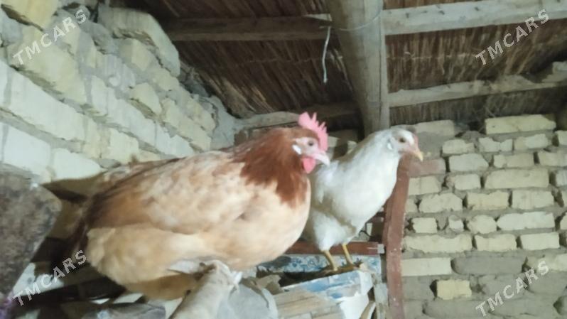 towuk - Baýramaly - img 1