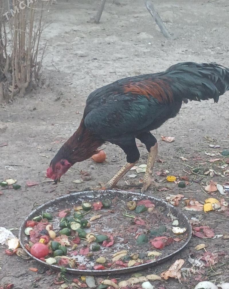 Taşkent horaz - Gökdepe - img 1