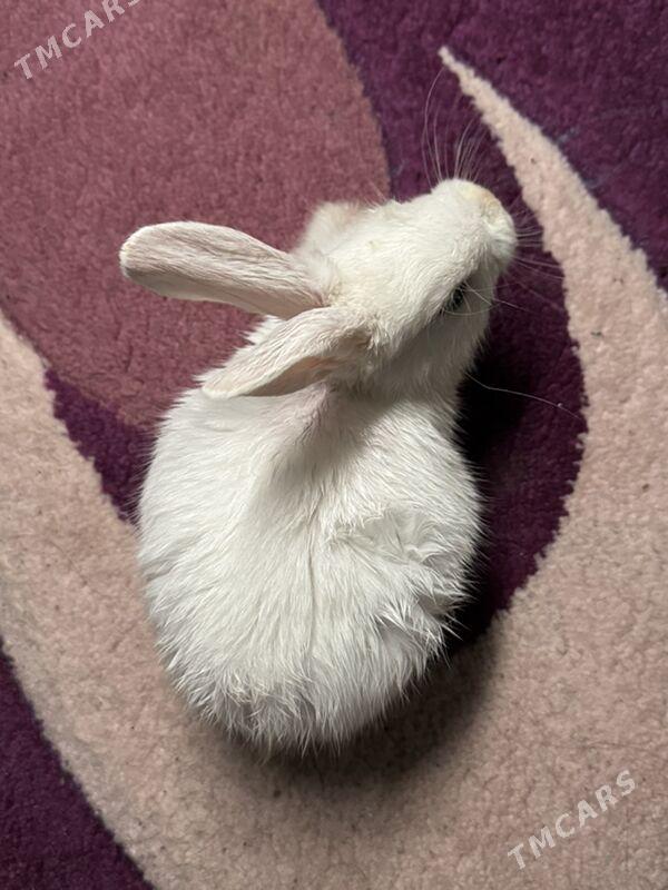 Towşan - Howdan "W" - img 1