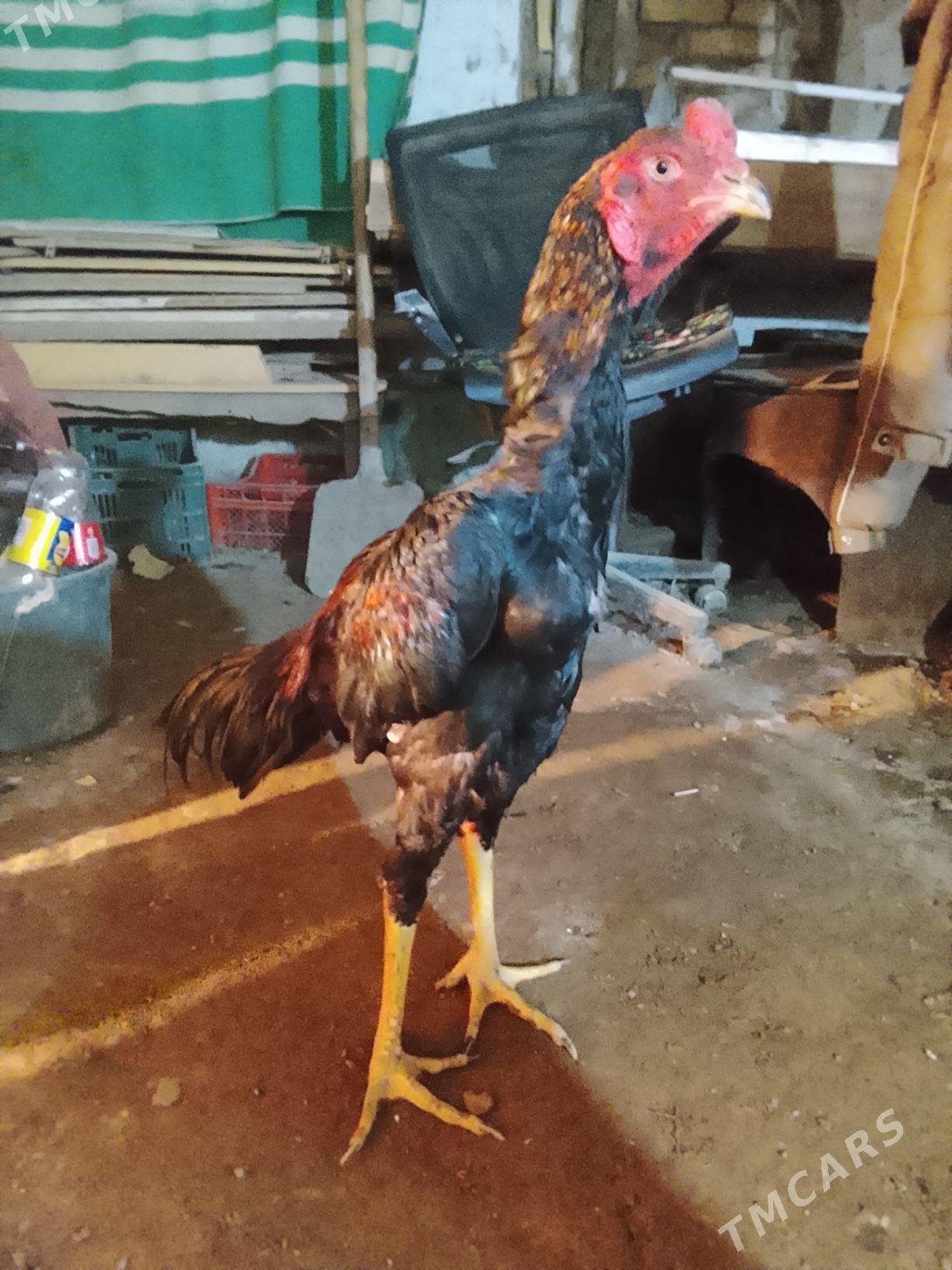 Horaz - Daşoguz - img 1